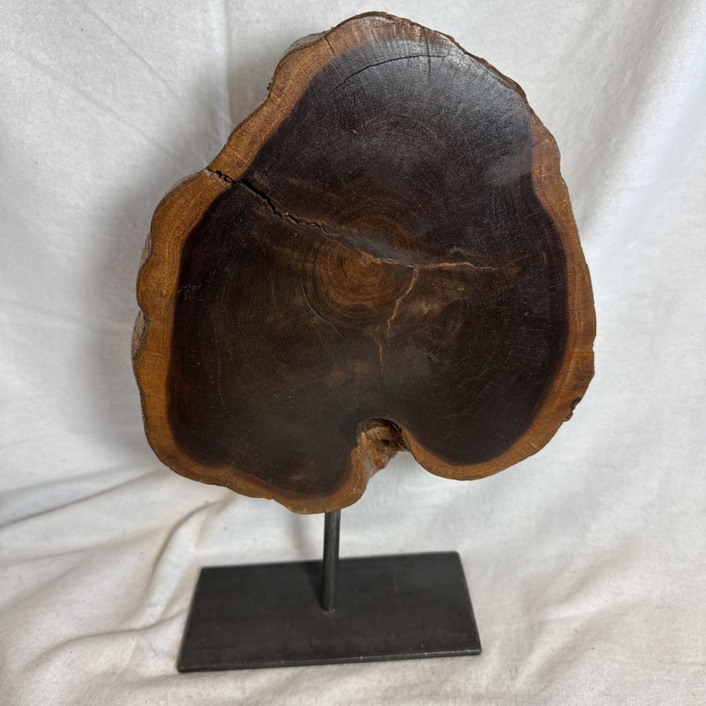 Wood Sculpture Tree Cross Section‎ Rings w/ Live Edge On Base 11.5" Tall Cherry